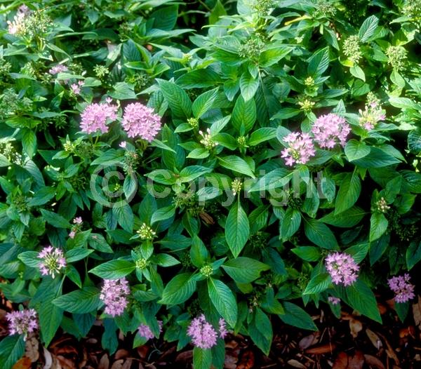 Lavender blooms; Evergreen; Semi-evergreen