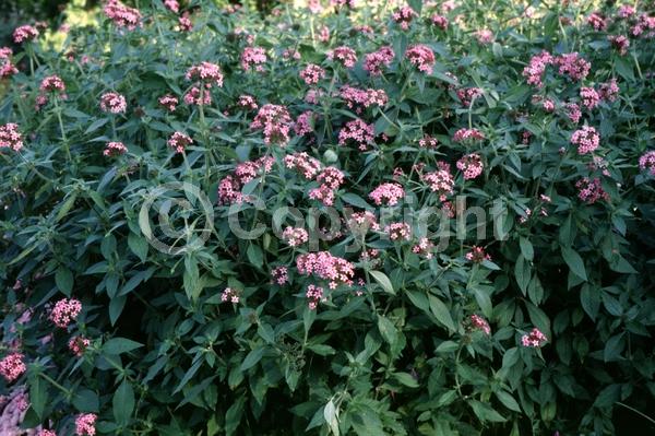 Pink blooms; Evergreen; Semi-evergreen