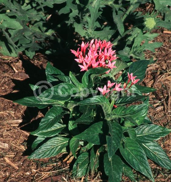 Pink blooms; Semi-evergreen