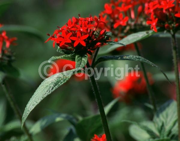 Red blooms; Evergreen; Semi-evergreen