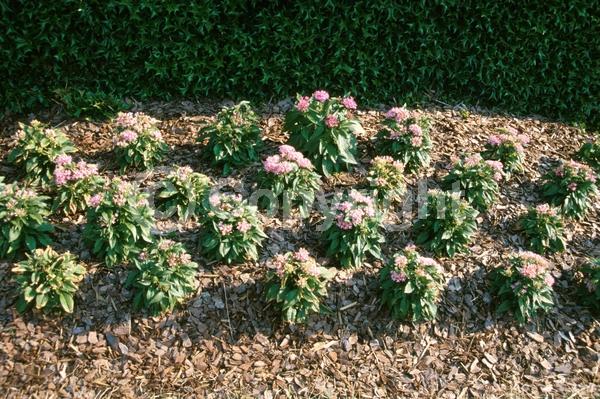 Red blooms; Blue blooms; Purple blooms; White blooms; Pink blooms; Lavender blooms; Semi-evergreen