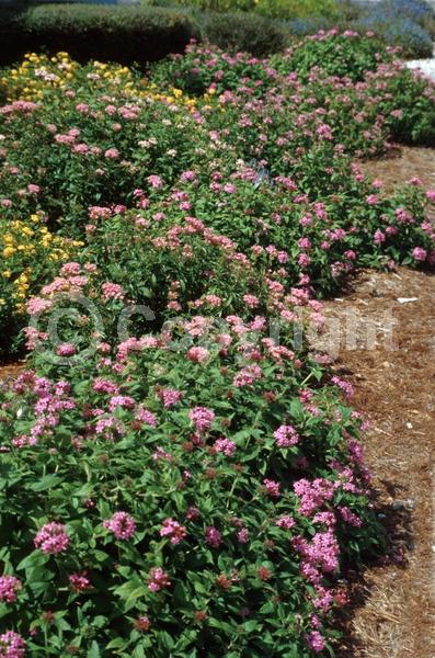 Red blooms; Blue blooms; Purple blooms; White blooms; Pink blooms; Lavender blooms; Semi-evergreen