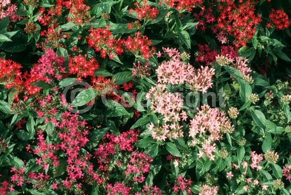 Red blooms; Blue blooms; Purple blooms; White blooms; Pink blooms; Lavender blooms; Semi-evergreen