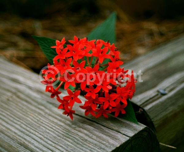 Red blooms; Blue blooms; Purple blooms; White blooms; Pink blooms; Lavender blooms; Semi-evergreen