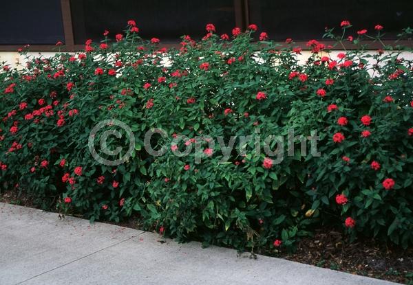 Red blooms; Blue blooms; Purple blooms; White blooms; Pink blooms; Lavender blooms; Semi-evergreen