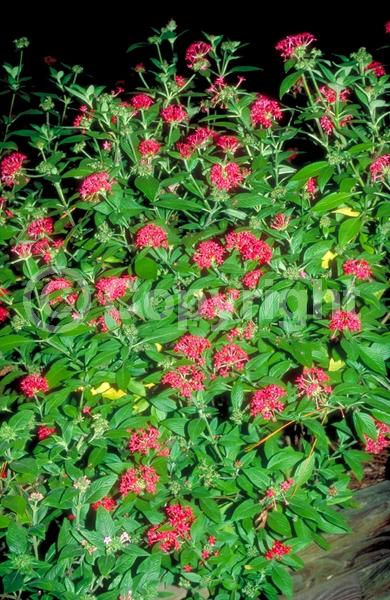 Red blooms; Blue blooms; Purple blooms; White blooms; Pink blooms; Lavender blooms; Semi-evergreen