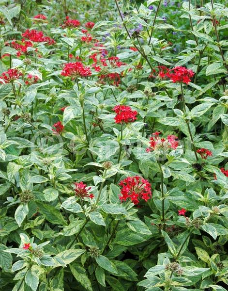 Red blooms; Evergreen; Broadleaf