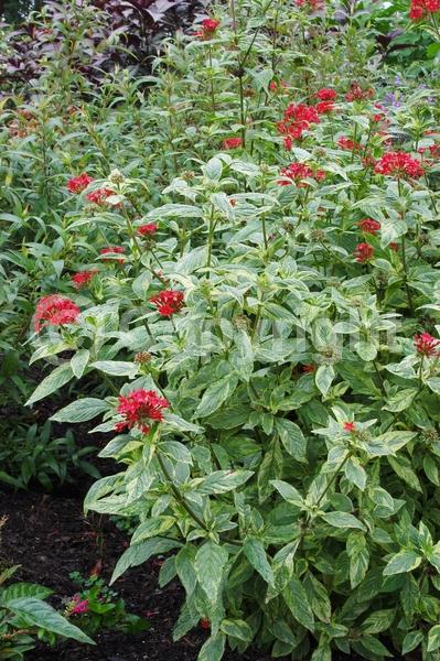 Red blooms; Evergreen; Broadleaf