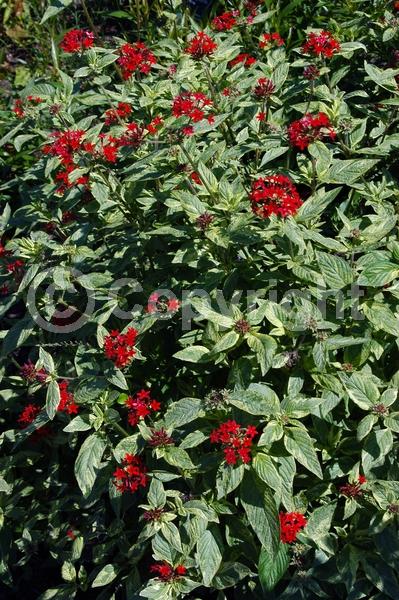 Red blooms; Evergreen; Broadleaf