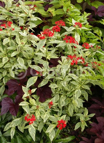 Red blooms; Evergreen; Broadleaf