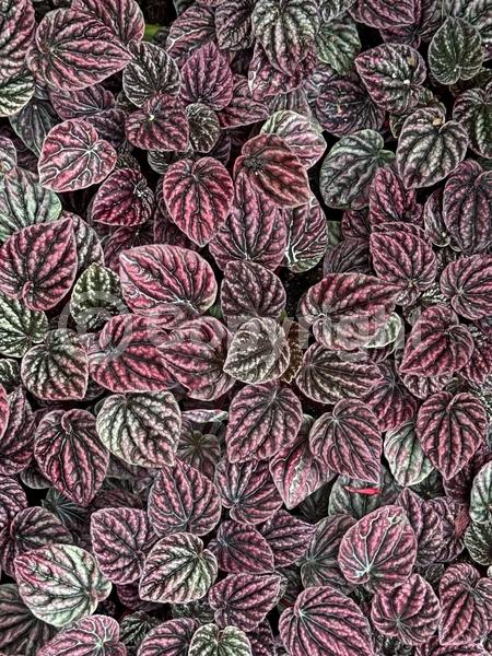 White blooms; Evergreen