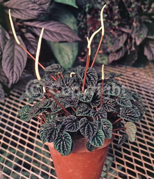 White blooms; Evergreen