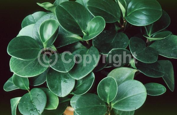 White blooms; Evergreen; Needles or needle-like leaf; North American Native