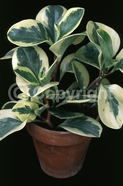 White blooms; Evergreen; Needles or needle-like leaf; North American Native