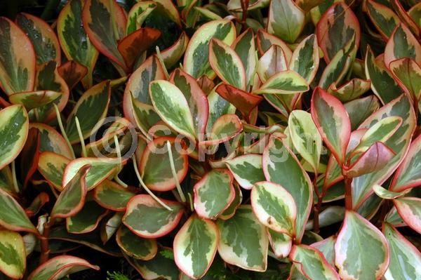White blooms; Evergreen; Needles or needle-like leaf; North American Native