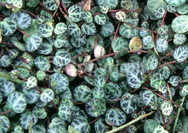 White blooms; Evergreen