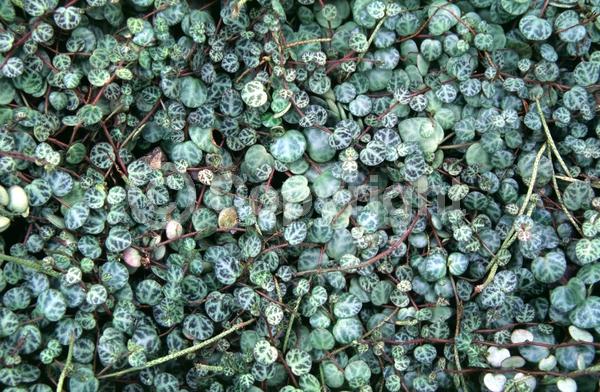 White blooms; Evergreen