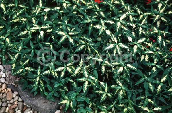 Purple blooms; Evergreen