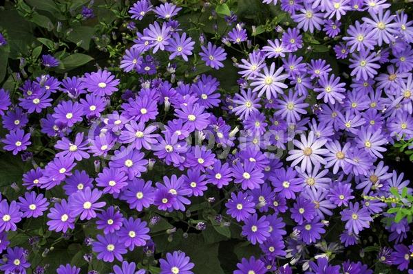 Red blooms; Blue blooms; Purple blooms; White blooms; Pink blooms; Lavender blooms