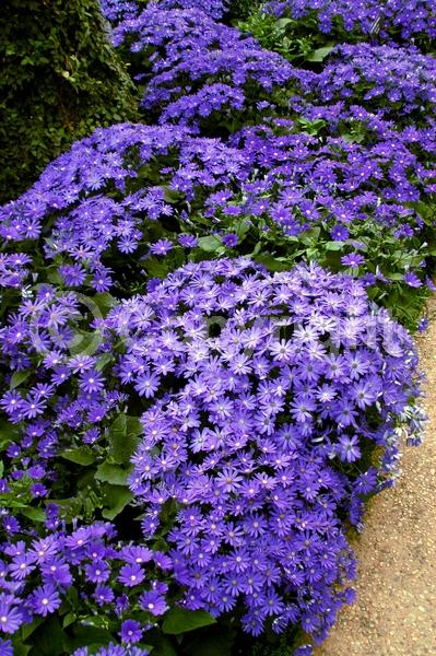 Red blooms; Blue blooms; Purple blooms; White blooms; Pink blooms; Lavender blooms