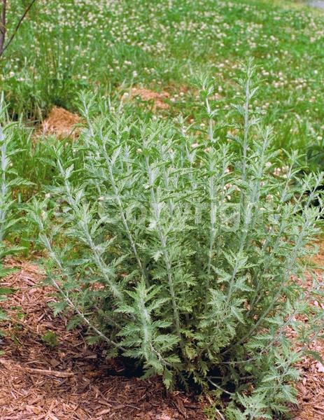 Blue blooms; Deciduous; Broadleaf