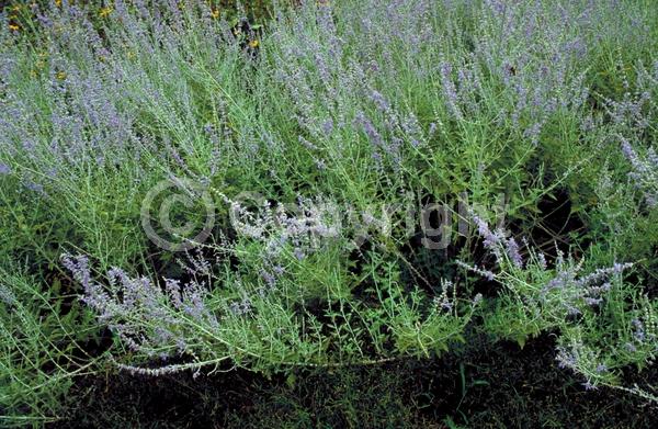 Blue blooms; Deciduous; Broadleaf