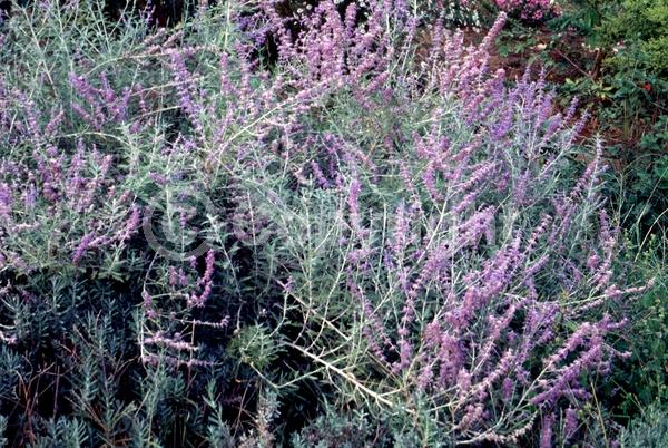 Blue blooms; Deciduous; Broadleaf