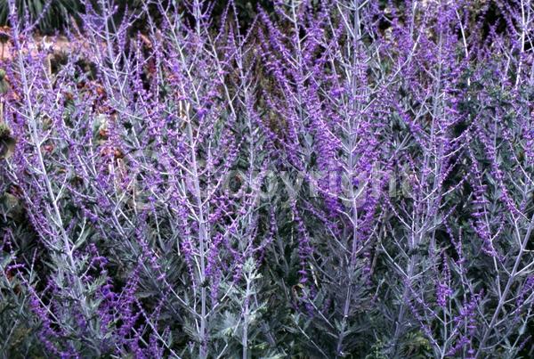 Blue blooms; Deciduous; Broadleaf