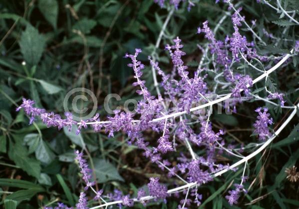Blue blooms; Deciduous; Broadleaf