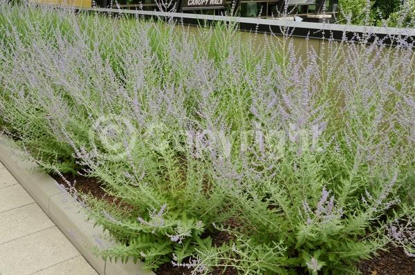 Blue blooms; Deciduous; Broadleaf