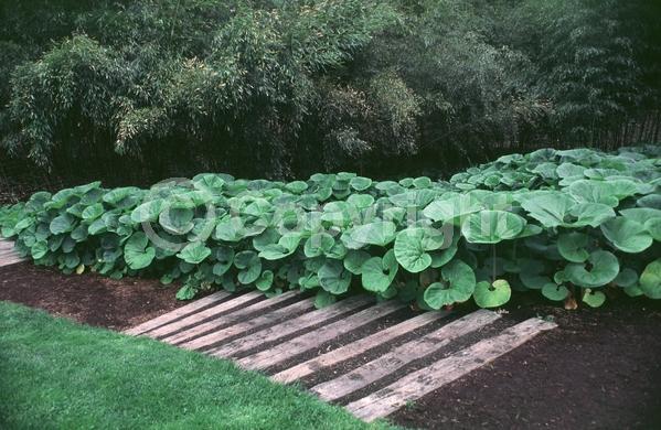 White blooms; Deciduous
