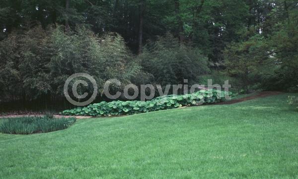White blooms; Deciduous