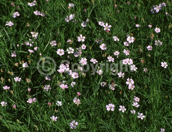 White blooms; Pink blooms; Deciduous; Broadleaf