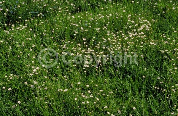 White blooms; Pink blooms; Deciduous; Broadleaf