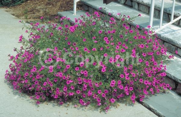 Pink blooms; Evergreen