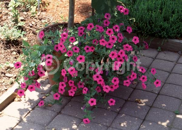 Pink blooms; Evergreen