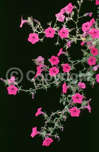 Pink blooms; Evergreen