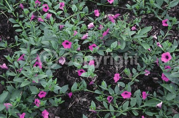 Pink blooms; Evergreen