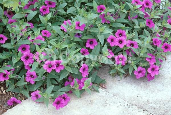 Pink blooms; Evergreen