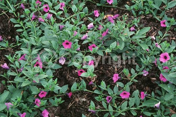 Pink blooms; Evergreen