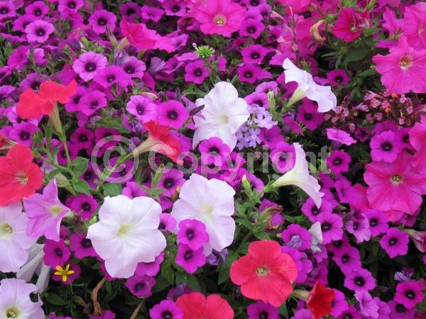Red blooms; Yellow blooms; Purple blooms; White blooms; Pink blooms; Lavender blooms; Evergreen