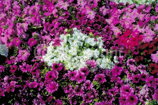 Red blooms; Yellow blooms; Purple blooms; White blooms; Pink blooms; Lavender blooms; Evergreen