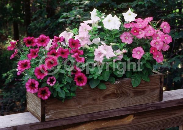 Red blooms; Yellow blooms; Purple blooms; White blooms; Pink blooms; Lavender blooms; Evergreen