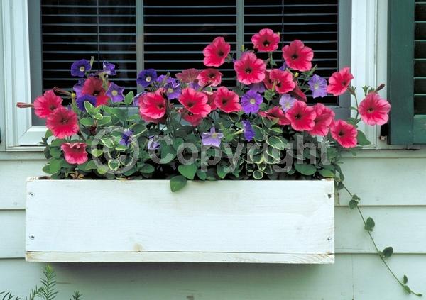 Red blooms; Yellow blooms; Purple blooms; White blooms; Pink blooms; Lavender blooms; Evergreen