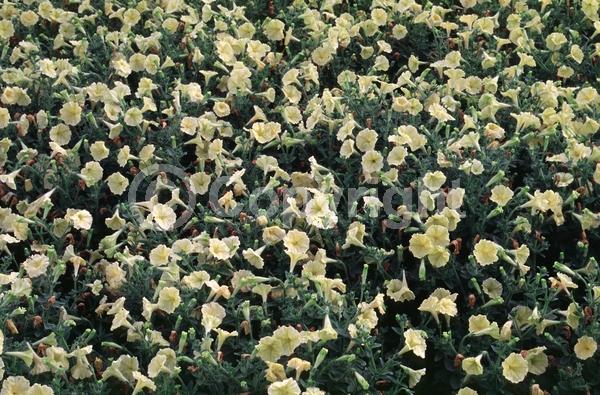 Red blooms; Yellow blooms; Purple blooms; White blooms; Pink blooms; Lavender blooms; Evergreen