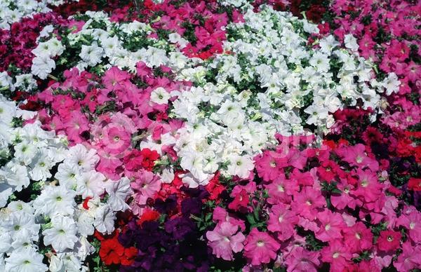 Red blooms; Yellow blooms; Purple blooms; White blooms; Pink blooms; Lavender blooms; Evergreen