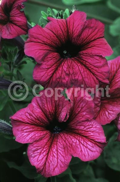 Red blooms; Yellow blooms; Purple blooms; White blooms; Pink blooms; Lavender blooms; Evergreen