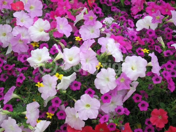 Red blooms; Yellow blooms; Purple blooms; White blooms; Pink blooms; Lavender blooms; Evergreen