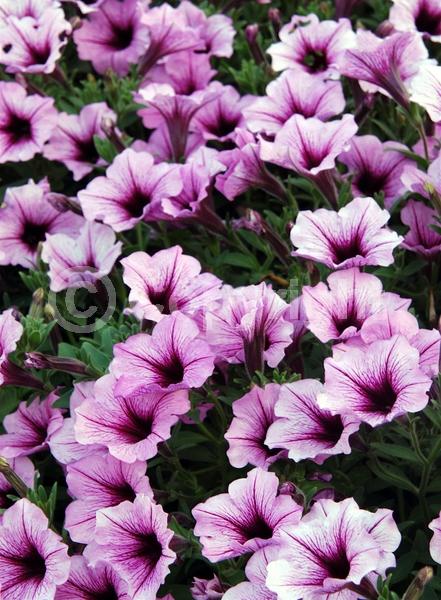 Pink blooms; Evergreen