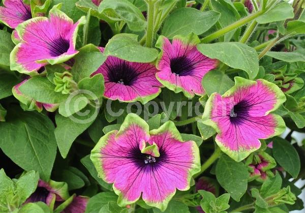 Pink blooms; Evergreen